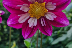 2024_Dahlien_001