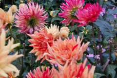 2024_Dahlien_002