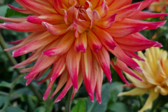 2024_Dahlien_003
