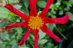 2024_Dahlien_004