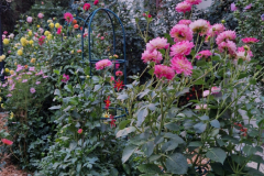 2024_Dahlien_006