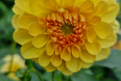 2024_Dahlien_007