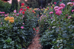 2024_Dahlien_013