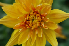 2024_Dahlien_014