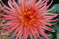 2024_Dahlien_015