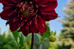 2024_Dahlien_018