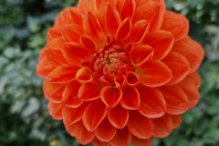 2024_Dahlien_021