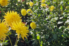 2024_Dahlien_022