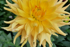 2024_Dahlien_023