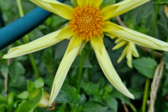 2024_Dahlien_024