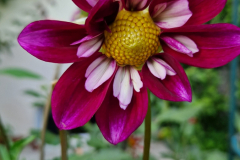 2024_Dahlien_026