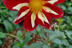 2024_Dahlien_029
