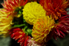 2024_Dahlien_032