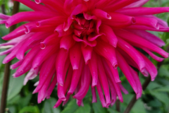 2024_Dahlien_033