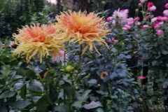 2024_Dahlien_034