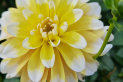 2024_Dahlien_035