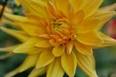 2024_Dahlien_036