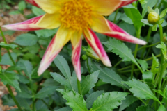 2024_Dahlien_038