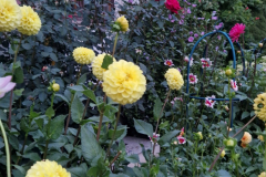 2024_Dahlien_039