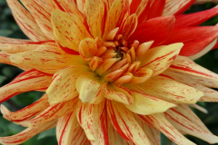 2024_Dahlien_040