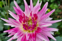 2024_Dahlien_045