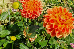 2024_Dahlien_046