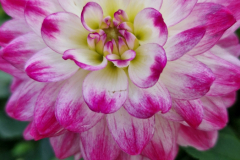 2024_Dahlien_047