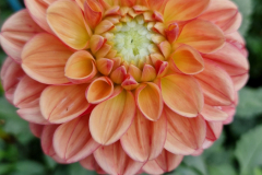 2024_Dahlien_049