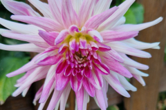 2024_Dahlien_050