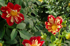 2024_Dahlien_051