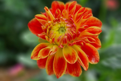 2024_Dahlien_052