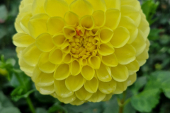 2024_Dahlien_054