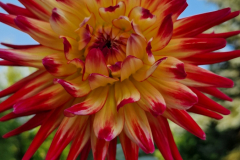 2024_Dahlien_056