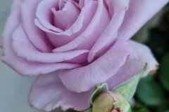 2025_Garten_im_August_001