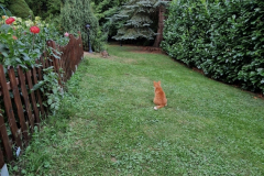 2025_Garten_im_August_010