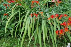 2025_Garten_im_August_011