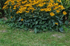 2025_Garten_im_August_012