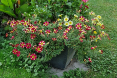 2025_Garten_im_August_013