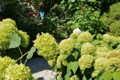 2025_Garten_im_August_014