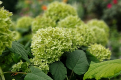 2025_Garten_im_August_015