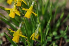 Die Narzissen blühen.