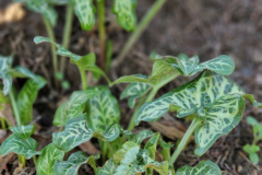 Der Aaronstab erwacht aus dem Winterschlaf.