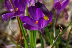 Die letzten Krokusse