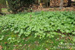 Die Winterlinge sind verblüht...