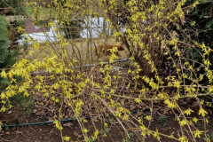 Forsythia
