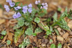 Das Lungenkraut blüht.