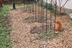 Das Dahlienbeet muss noch warten.