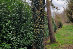 Der Kirschlorbeer hat den Winter gut überstanden.