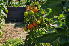 2025_Nutzgarten_002
