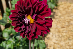 2026_Dahliengarten063